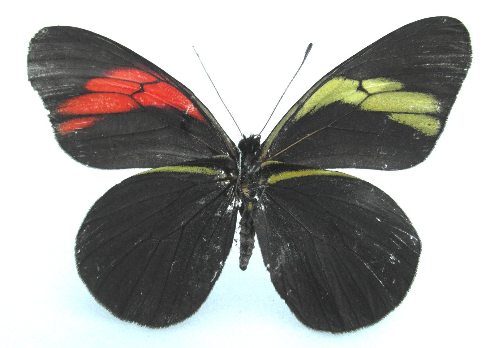 Pereute charops bilateral gynandromorph 2 (Internet Image property of respective owner, non-commercial use only)